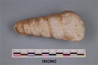 藏品(錐螺)的圖片